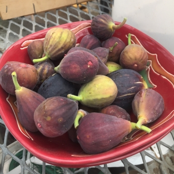 Ficus - carica - Fignomenal - PTDF14